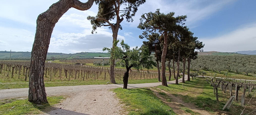 Strada ingresso azienda vinicola Loreto Aprutino